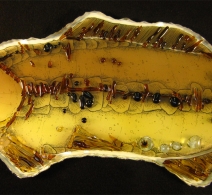Karpis (36cm. X 90 cm.).Stiklo žuvis . Glass fish . Glass panel . Рыба из стекла 